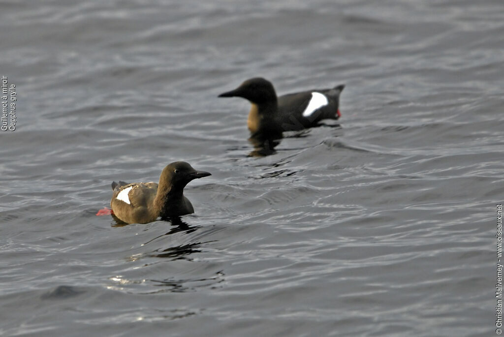 Guillemot à miroiradulte nuptial, identification