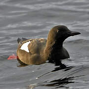 Black Guillemot