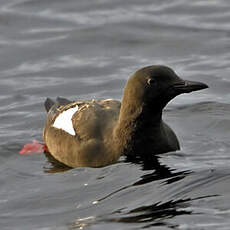 Guillemot à miroir