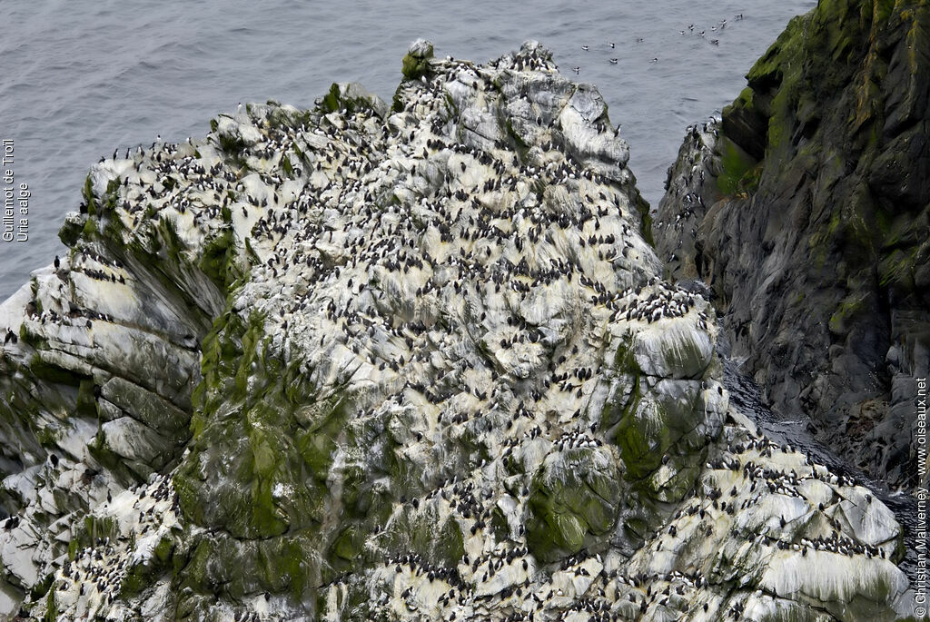 Guillemot de Troïladulte nuptial, Nidification