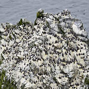 Common Murre