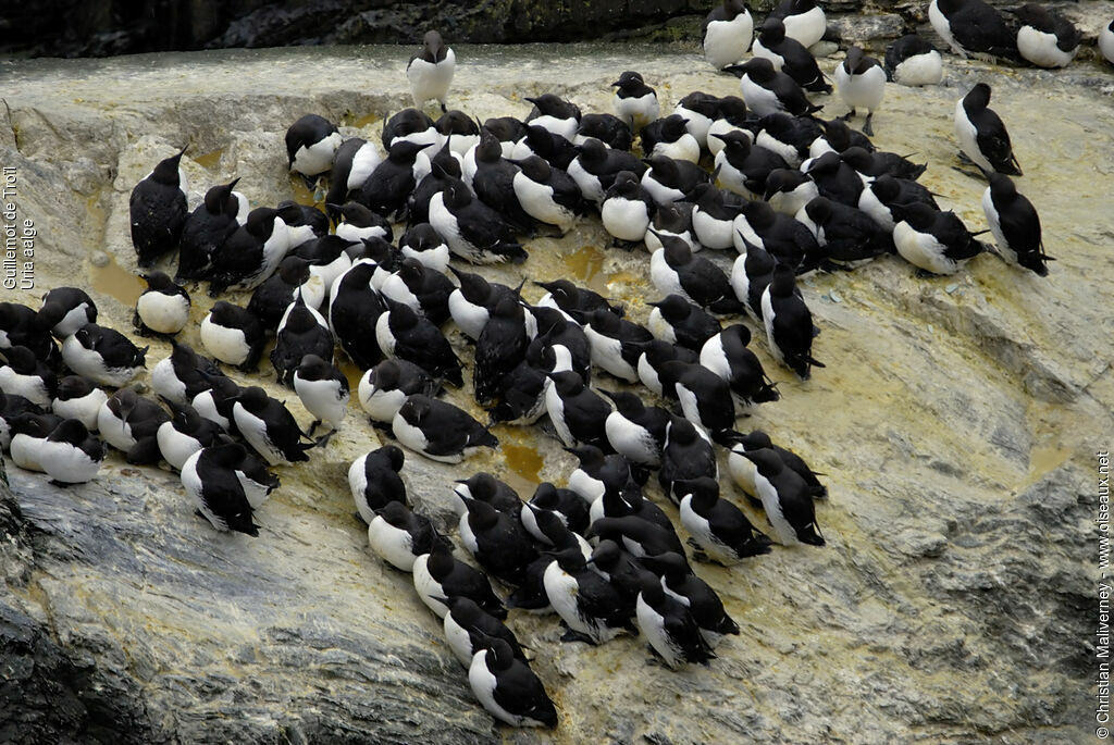 Guillemot de Troïladulte nuptial, identification, Nidification, Comportement