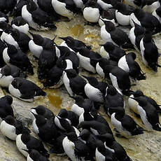 Guillemot de Troïl