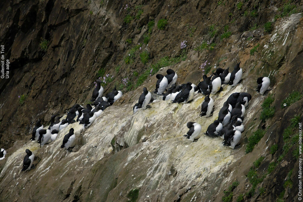 Guillemot de Troïladulte nuptial, identification, Nidification