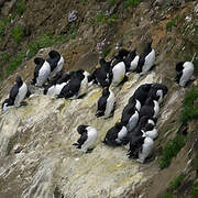 Common Murre