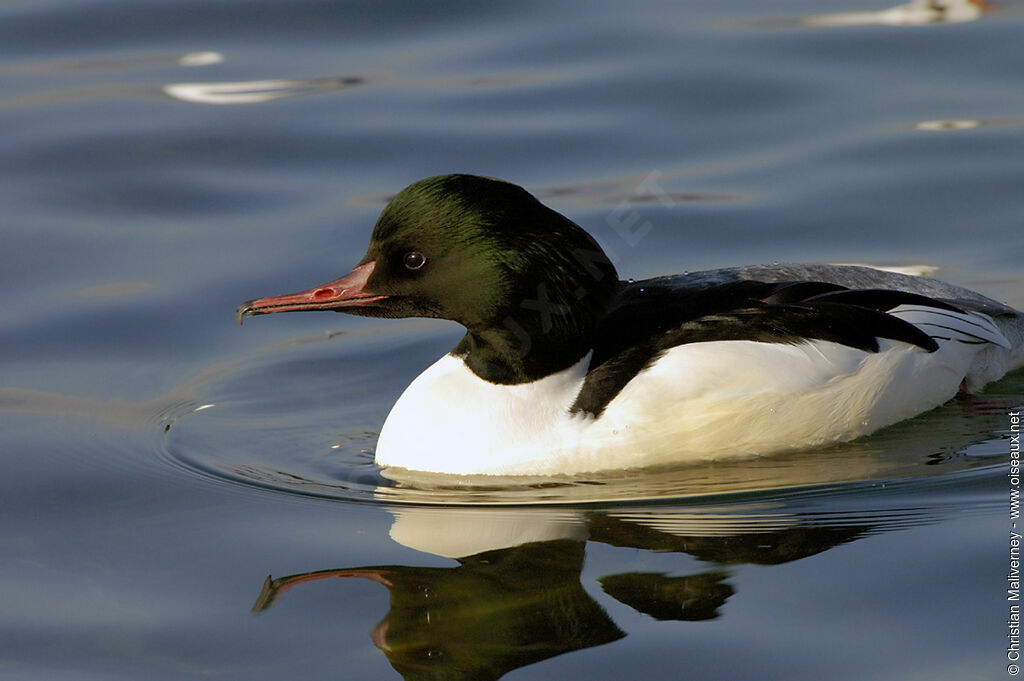 Common Merganser male adult