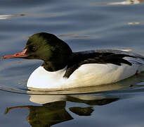 Common Merganser