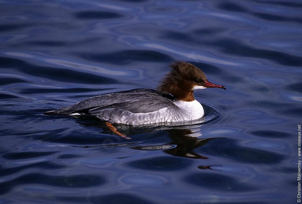 Common Merganser female adult