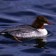 Common Merganser