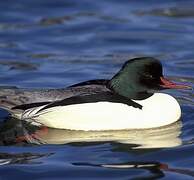 Common Merganser