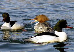 Common Merganser