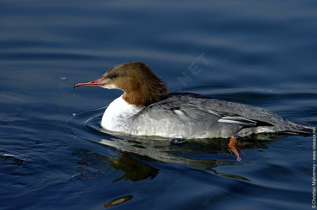 Common Merganser female adult