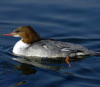 Common Merganser