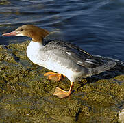 Common Merganser