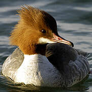 Common Merganser