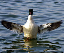 Common Merganser