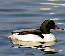 Common Merganser