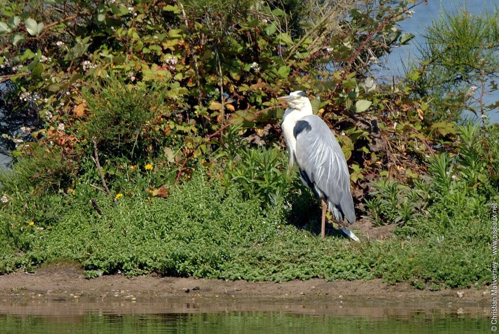 Grey Heronadult breeding