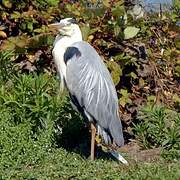 Grey Heron