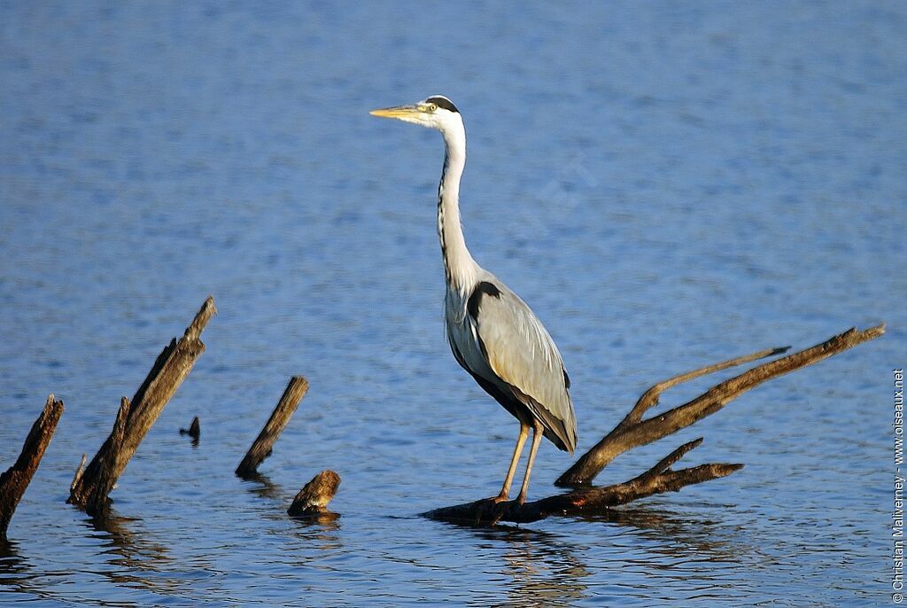 Grey Heronadult breeding