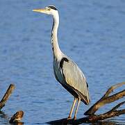 Grey Heron