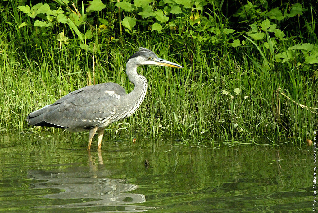 Grey Heronimmature