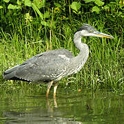 Grey Heron