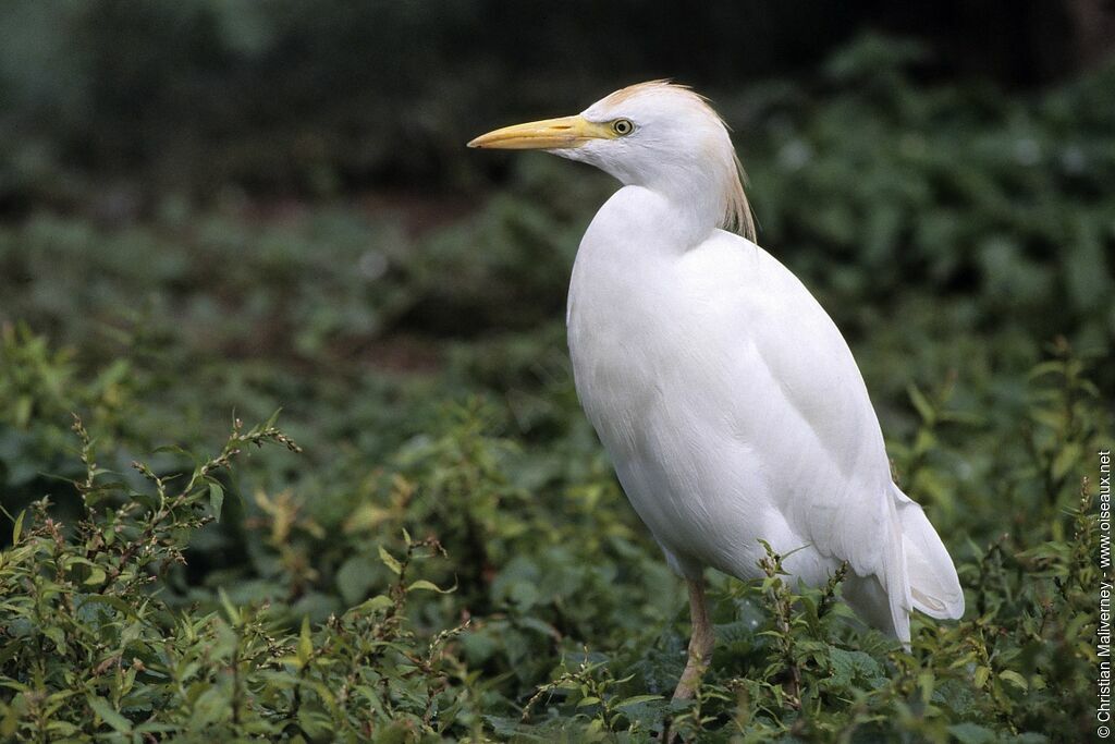 Western Cattle Egretadult