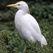 Western Cattle Egret