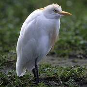 Western Cattle Egret