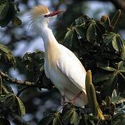 Western Cattle Egret