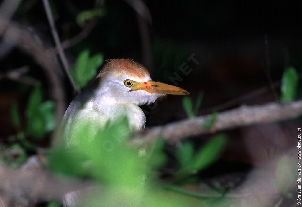 Western Cattle Egretadult