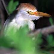 Western Cattle Egret