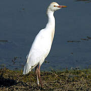 Western Cattle Egret