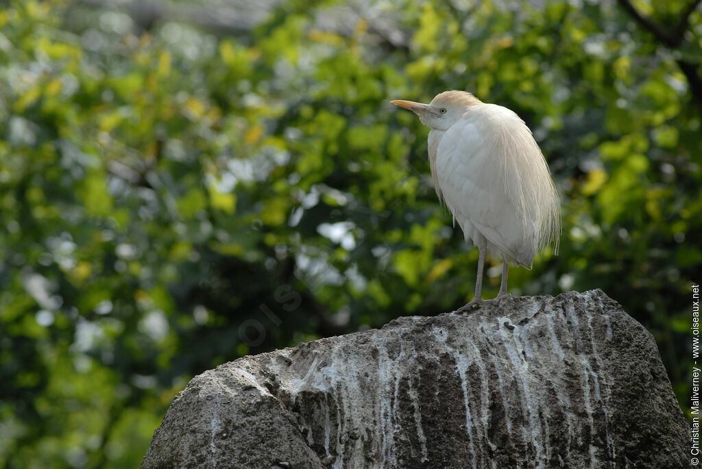 Western Cattle Egretadult breeding, identification