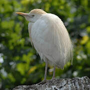 Western Cattle Egret