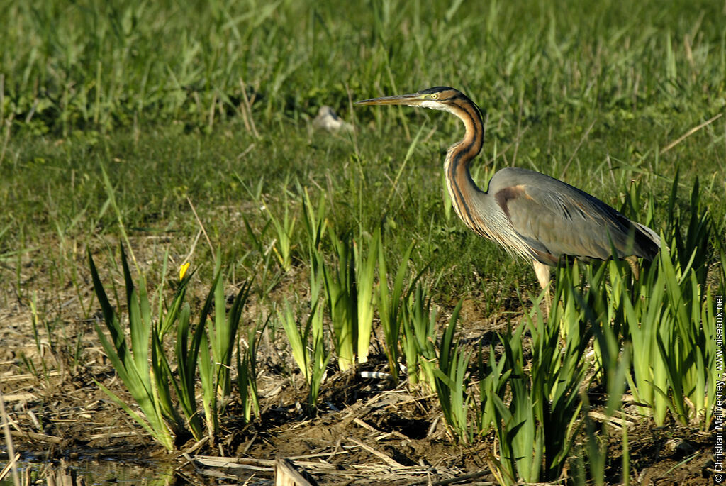 Purple Heronadult breeding