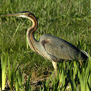 Purple Heron