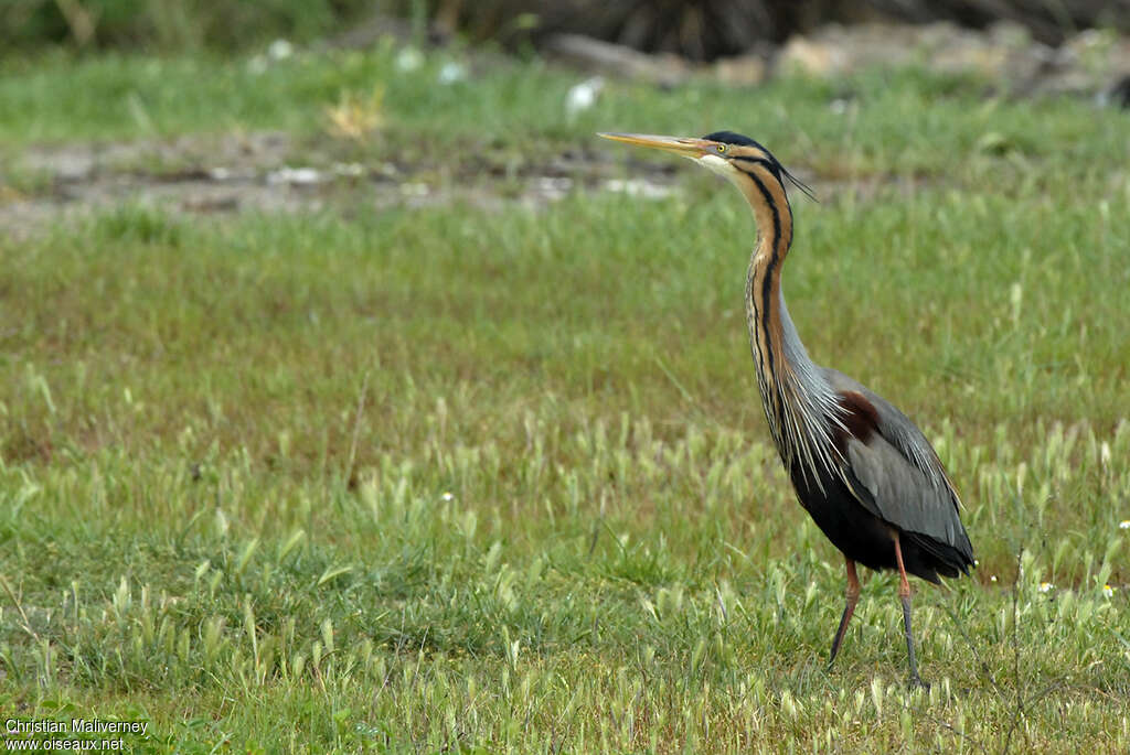 Purple Heronadult breeding, identification