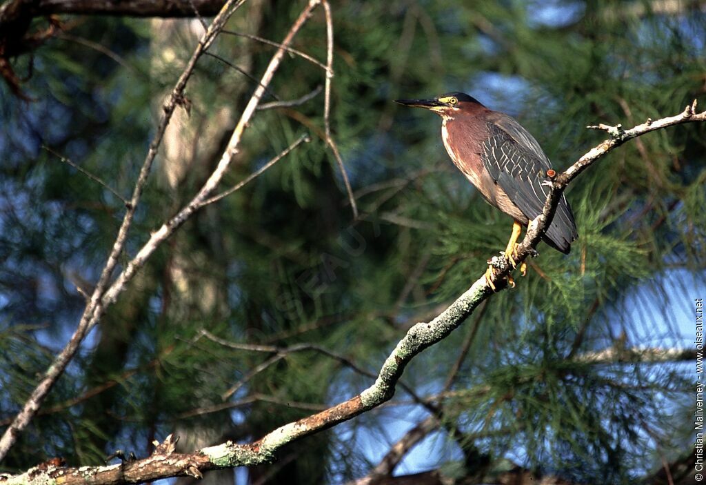 Green Heronadult