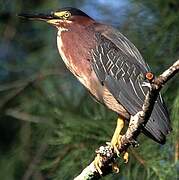 Green Heron