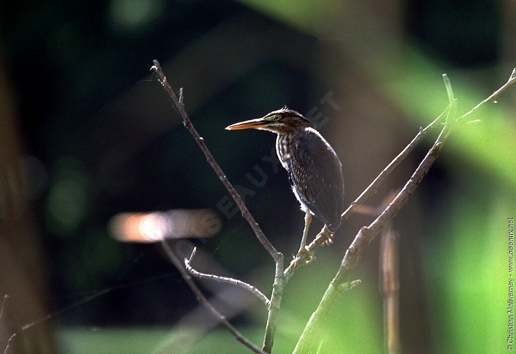 Green Heronimmature