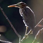 Green Heron