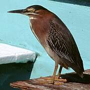 Green Heron