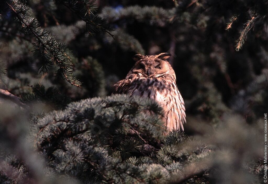 Long-eared Owladult post breeding