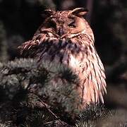 Long-eared Owl