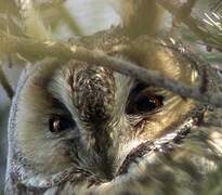 Long-eared Owl