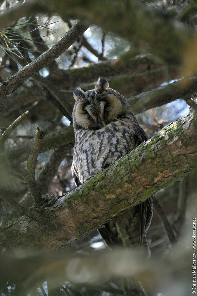 Long-eared Owladult, identification