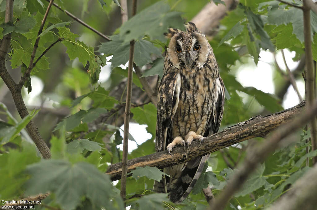 Hibou moyen-ducadulte, identification