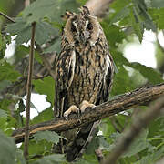 Long-eared Owl